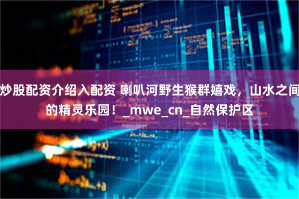 炒股配资介绍入配资 喇叭河野生猴群嬉戏，山水之间的精灵乐园！_mwe_cn_自然保护区