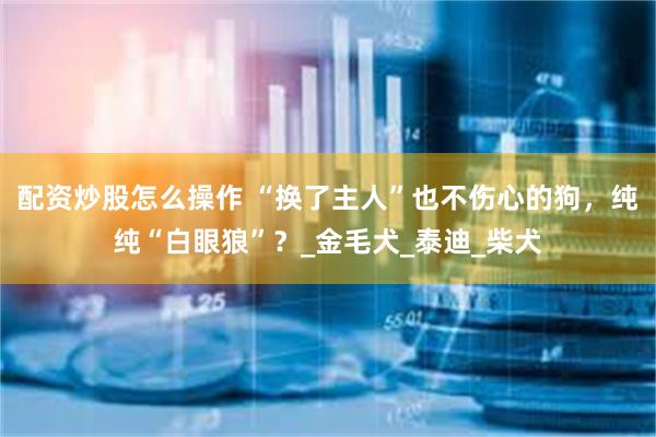 配资炒股怎么操作 “换了主人”也不伤心的狗，纯纯“白眼狼”？_金毛犬_泰迪_柴犬